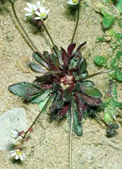 Verna: Spring Whitlow-grass - close-up of leaves
