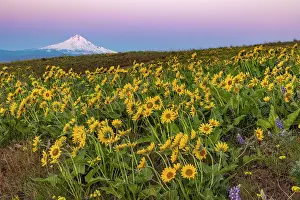 Washington: Spring wildflowers in full bloom on Dalles Mountain