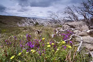 Windswept: spring wildflowers - blooming alpine hovea and