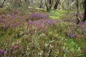 Bogong: spring wildflowers - flower mix of blooming Alpine