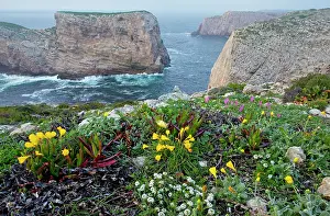 Catchflies: Spring wildflowers including narcissi and mediterranean