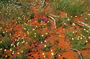 Auscape - Named Photographers: Spring Wildflowers - Poached egg daisy, Parakeelya