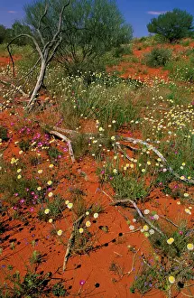 Auscape - Named Photographers: Spring Wildflowers - Poached egg daisy, Parakeelya