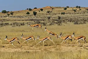 Marsupialis: Springbocks Herd ( Antidorcas marsupialis ), Kgalagadi