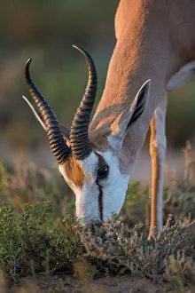 Marsupialis: Springbok