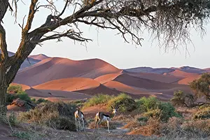 Clay: Springbok