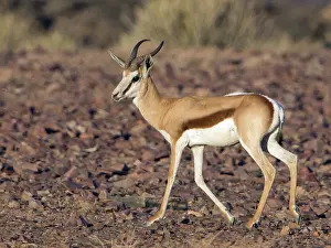 Marsupialis: Springbok