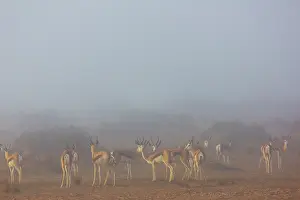 Marsupialis: Springbok