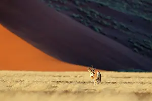 Marsupialis: Springbok