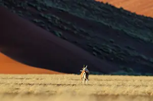 Marsupialis: Springbok