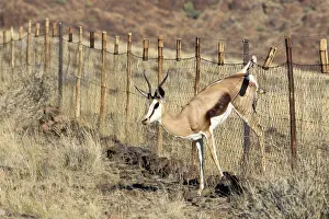 Trapped: Springbok