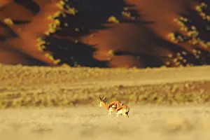 Marsupialis: Springbok