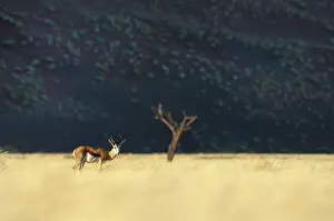Erioloba: Springbok