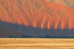 Tussock: Springbok