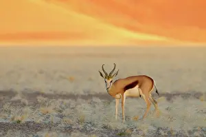 Marsupialis: Springbok