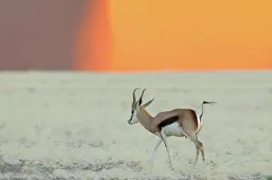 Marsupialis: Springbok