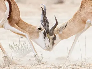 Marsupialis: Springbok