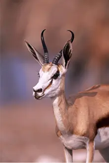 Springbok: Springbok
