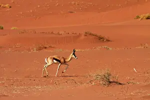 Marsupialis: Springbok (Antidorcas marsupialis), and
