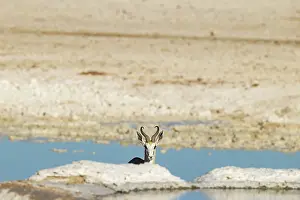 Facing Camera: Springbok (Antidorcas marsupialis)