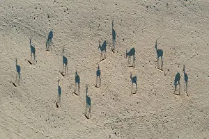 Dryness: Springbok (Antidorcas marsupialis). In the dry bed of the Ho