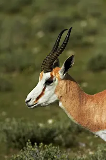 Marsupialis: Springbok, ( Antidorcas marsupialis ), Etosha