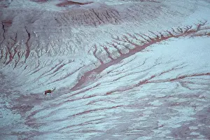 Trace: Springbok (Antidorcas marsupialis) following the
