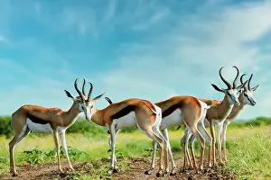 Marsupialis: Springbok (Antidorcas marsupialis). Madikwe Game