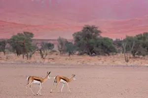 Marsupialis: Springbok (Antidorcas marsupialis), Namib Naukluft