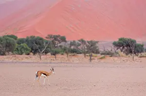 Marsupialis: Springbok (Antidorcas marsupialis), Namib Naukluft