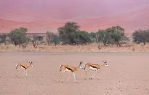 Marsupialis: Springbok (Antidorcas marsupialis), Namib Naukluft