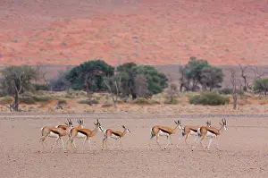 Marsupialis: Springbok (Antidorcas marsupialis), Namib Naukluft