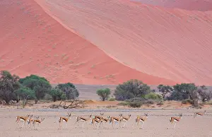Marsupialis: Springbok (Antidorcas marsupialis), Namib Naukluft