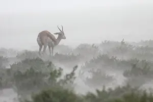 Humidity: Springbok (Antidorcas marsupialis) in the stormy