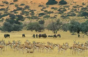 Auob: Springbok - In the background Blue Wildebeest (Connochaetes