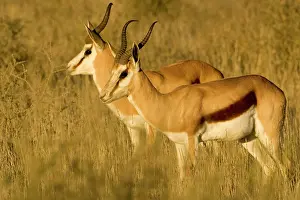 Gazelles: Springbok - Bathed in early morning light