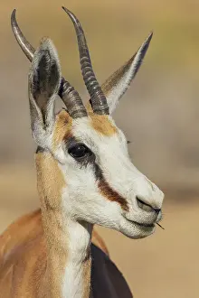 Buck: Springbok buck in the morning light of the Kalahari Desert