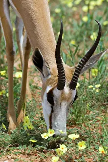 Marsupialis: Springbok close-up feeding on dubbeltjie flowers