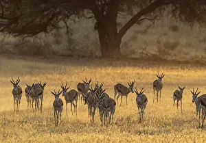 311017: Springbok - in the early morning in the dry Auob