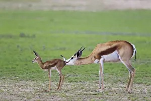 Marsupialis: Springbok - ewe cleans its newly born lamb - during