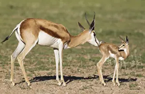 Fawns: Springbok - ewe cleans its newly born lamb - during