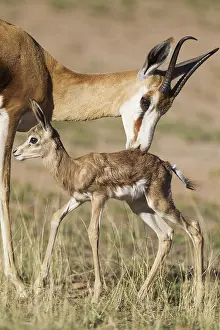 Hours: Springbok - ewe grooms its just a few hours old