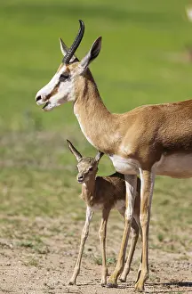Hours: Springbok - ewe with its just a few hours old lamb