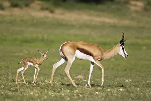 Fawns: Springbok - ewe with newly born lamb - during the