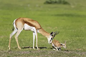 Fawns: Springbok - ewe stimulates its newly born lamb to