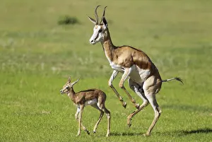 Fawns: Springbok - ewe stimulates its newly born lamb to