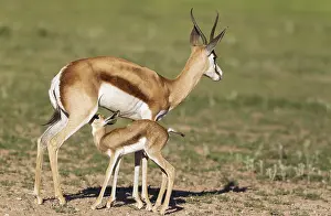 Fawns: Springbok - ewe with her suckling newly born lamb