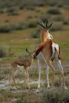 Marsupialis: Springbok fawn and mother, ( Antidorcas
