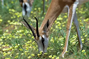 Marsupialis: Springbok feeding on dubbeltjie flowers after good rains