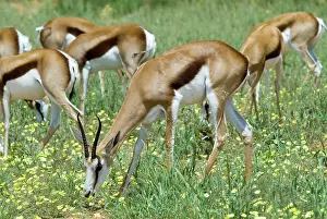 Marsupialis: Springbok feeding on dubbeltjie flowers after good rains